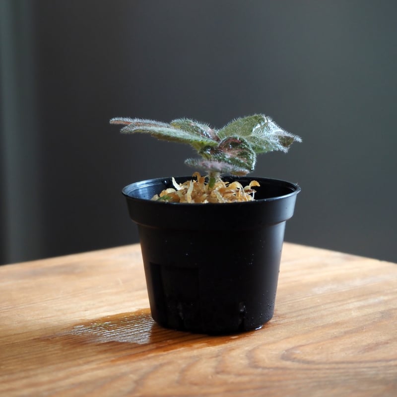 熱帯植物】Episcia 