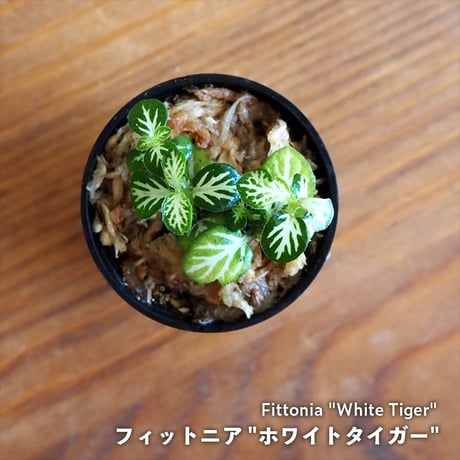 【観葉植物】Fittonia "White Tiger"｜フィットニア "ホワイトタイガー"｜3.5cmポット