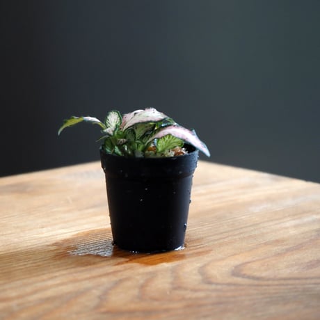 【観葉植物】Fittonia "Pink Tiger"｜フィットニア "ピンクタイガー"｜3.5cmポット