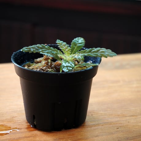 【熱帯植物】Nautilocalyx pemphidius｜ナウティロカリクス ペンフィディウス｜6cmポット