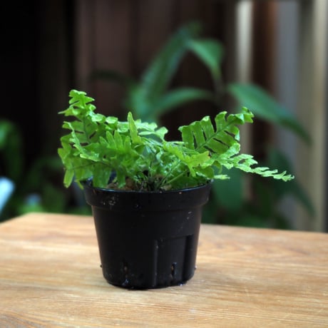 【シダ植物】Polypodium nipponicum｜台湾アオネカズラ｜6cmポット