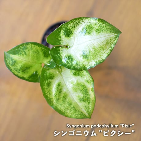 【観葉植物】シンゴニウム "ピクシー"｜1ポット｜ミニサイズ