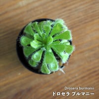 【食虫植物】Drosera burmanii｜ドロセラ ブルマニー｜4.5cmポット