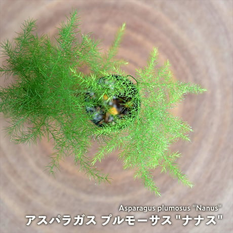 【観葉植物】アスパラガス プルモーサス "ナナス"｜1ポット｜ミニサイズ