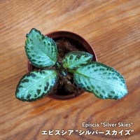 【熱帯植物】Episcia "Silver Skies"｜エピスシア "シルバースカイズ"｜6cmポット
