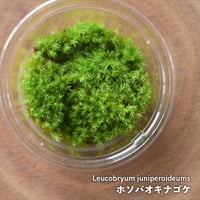 【苔】Leucobryum juniperoideums｜ホソバオキナゴケ｜8.5cmパック｜洗浄・処理済