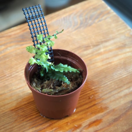 【シダ植物】Teratophyllum rotundifoliatum Phatthalung｜テラトフィラム ロタンディフォリアツム｜6cmポット