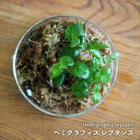 【つる性植物】Hemigraphis reptans｜ヘミグラフィス レプタンス｜8cmカップ