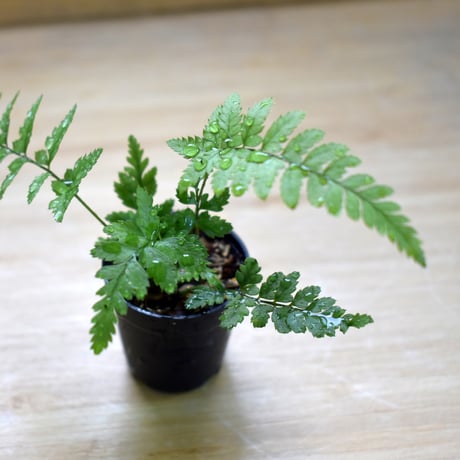 【シダ植物】Polystichum tsus-simense｜ヒメカナワラビ｜3.5cmポット