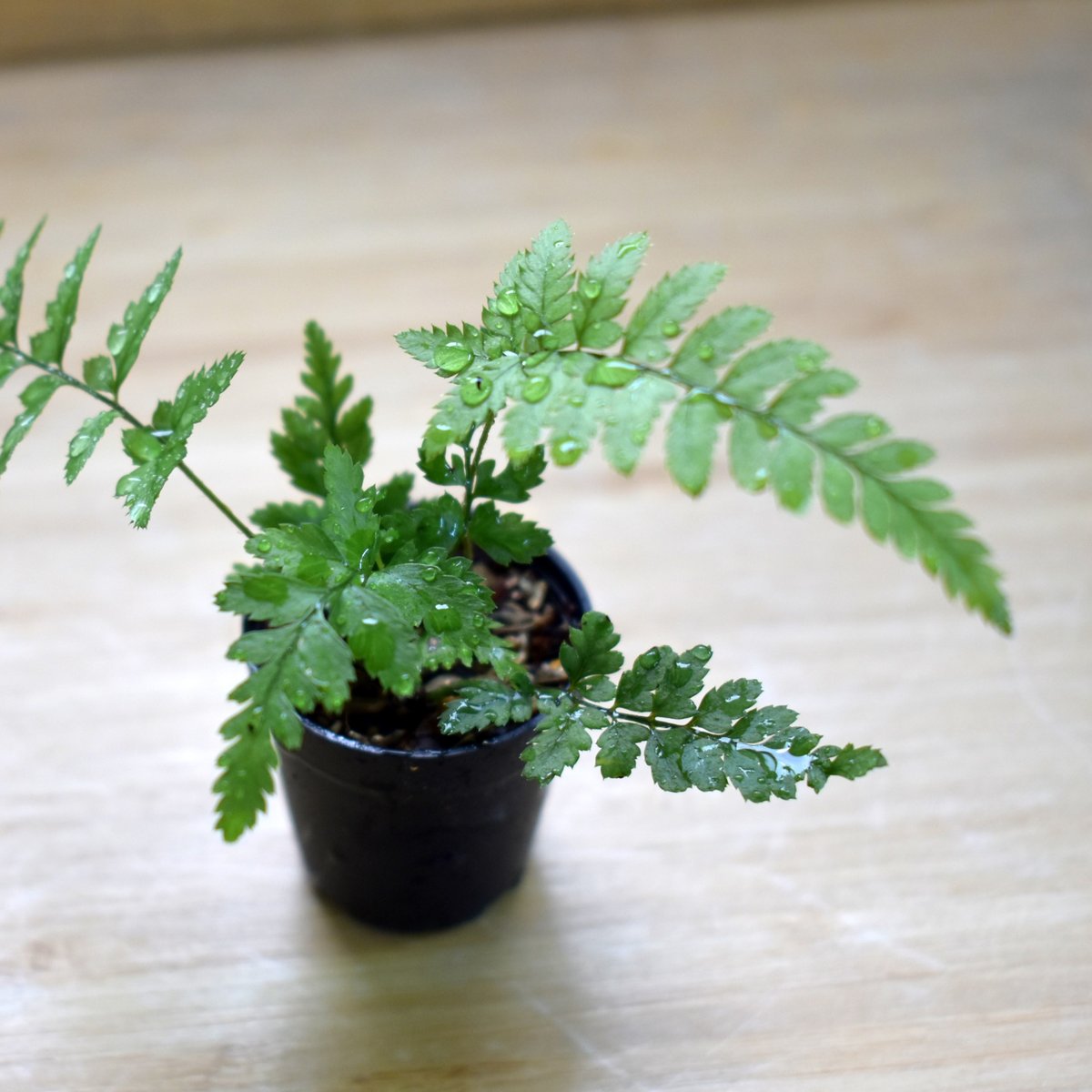 シダ植物】Polystichum tsus-simense｜ヒメカナワラビ｜3.5cmポット