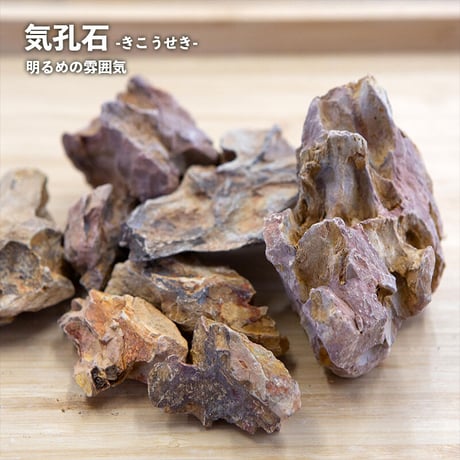 【キット】シダキューブM作成キット（シダ2種+苔3種）｜シダのテラリウム