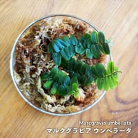 【クライマー植物】Marcgravia umbellata｜マルクグラビア ウンベラータ｜8cmカップ
