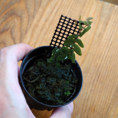 【熱帯植物】Marcgravia sp. Narrow Leaf｜マルクグラビア sp. ナローリーフ｜6cmポット
