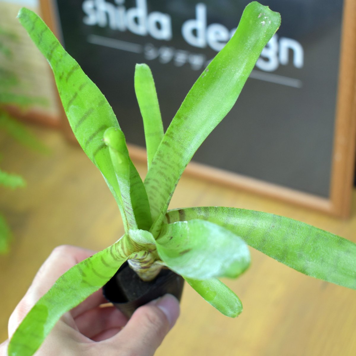 熱帯植物】Neoregelia ampllacea｜ネオレゲリア アンプラセア｜3.5cmポ