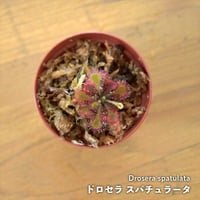 【食虫植物】Drosera spatulata｜ドロセラ スパチュラータ｜6cmポット
