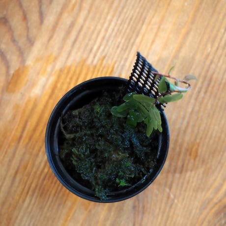 CATEGORY シダ・苔・熱帯植物 | shida design ONLINE STORE