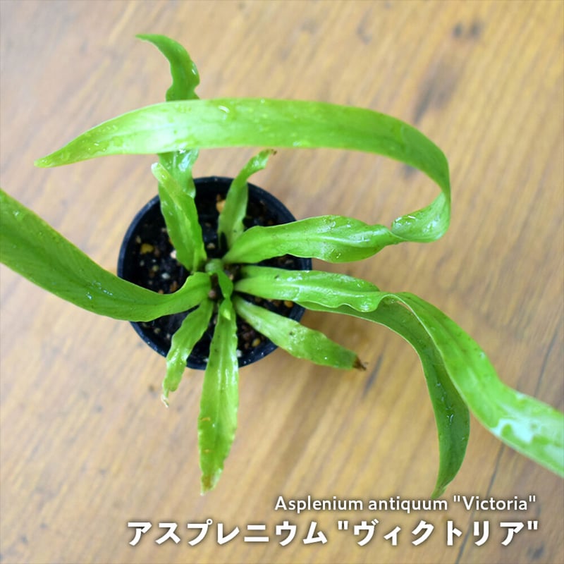 シダ植物】Asplenium antiquum 