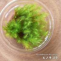 【苔】Pyrrhobryum dozyanum│ヒノキゴケ｜8.5cmパック｜洗浄・処理済