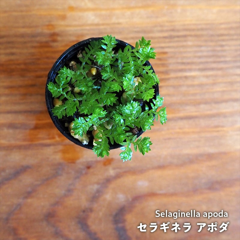 シダ植物】Selaginella apoda｜セラギネラ アポダ｜3.5cmポット | sh