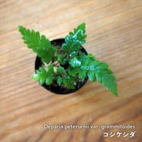 【シダ植物】Deparia petersenii var. grammitoides｜コシケシダ｜3.5cmポット
