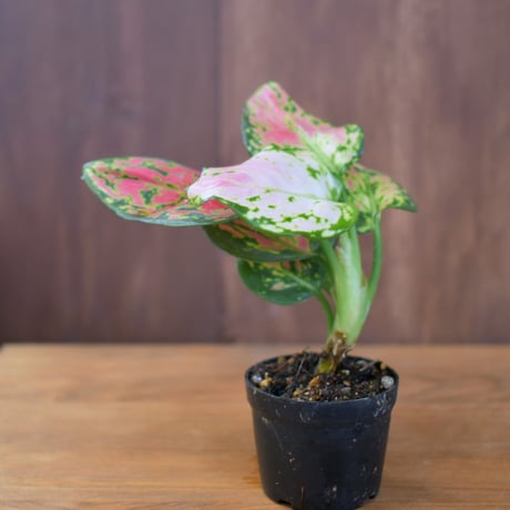 【熱帯植物】Aglaonema "Beauty"｜アグラオネマ "ビューティー"｜4.5cmポット