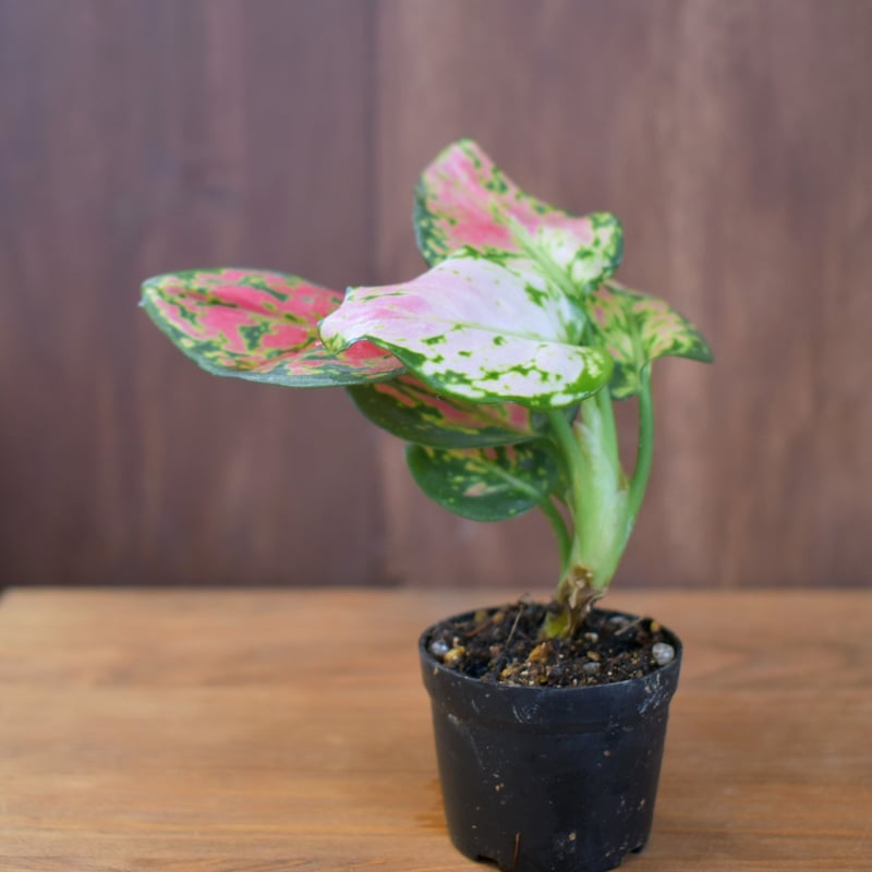 その他観葉植物 Aglaonema Medusa Aglaonema Medusa - メルカリ