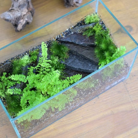 【テラリウム作品】シダキューブW（W200×H100mm）｜シダと苔のテラリウム