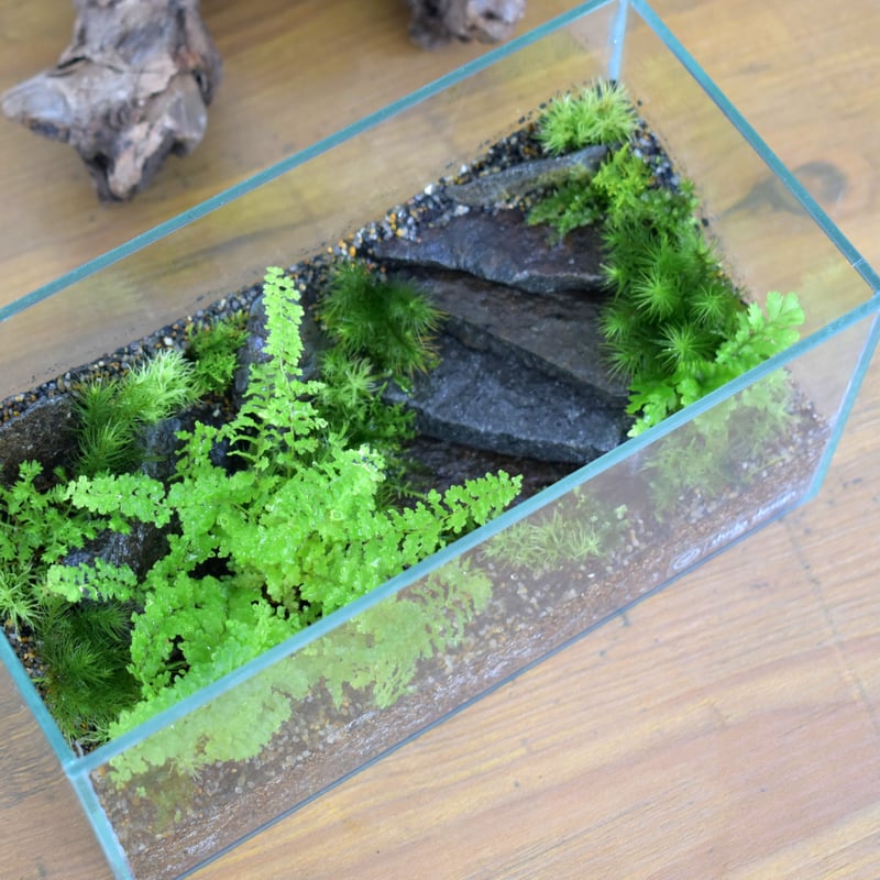 クワガタ テラリウム クワガタテラリウム作ってみた - YouTube