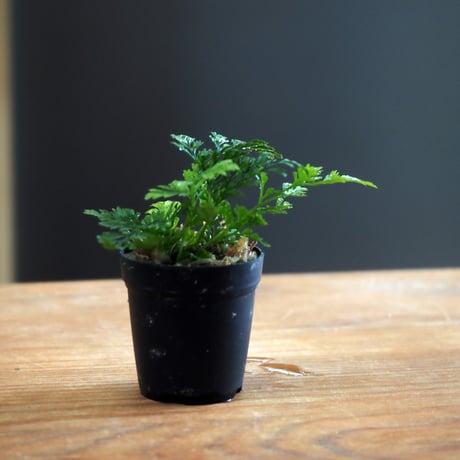 【シダ植物】Davallia tyermannii｜トキワシノブ｜3.5cmポット