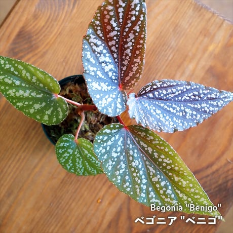 【熱帯植物】Begonia "Benigo"｜ベゴニア "ベニゴ"｜6cmポット
