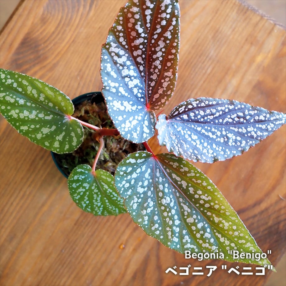 66bcdcdcab0a1206a570cd35