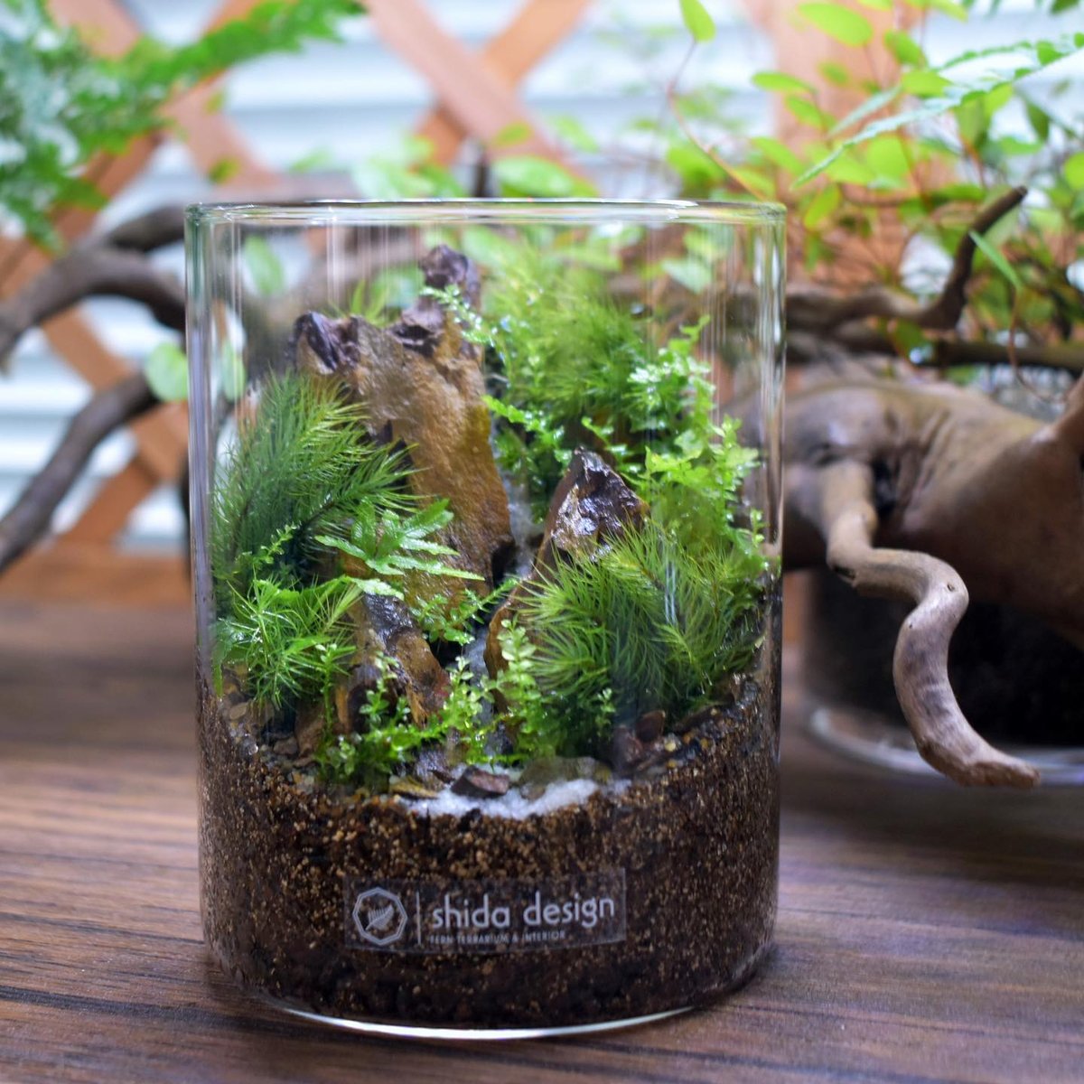 キット】シダシリンダーM作成キット｜シダ1種＋苔3種｜シダと苔の