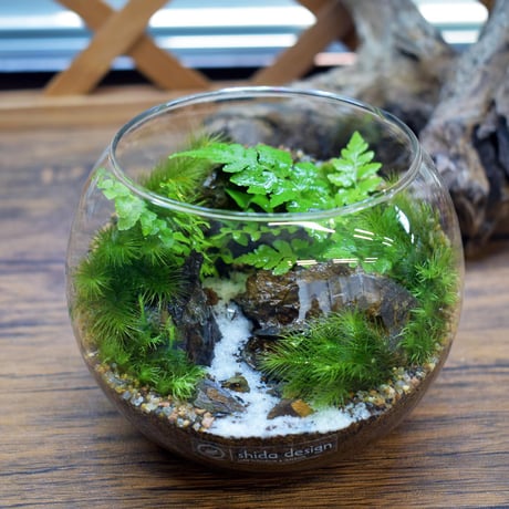 【テラリウム作品】シダボウルM（W120×H100mm）｜シダと苔のテラリウム