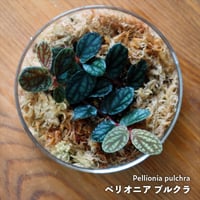【クライマー植物】Pellionia pulchra｜ペリオニア プルクラ｜8cmカップ