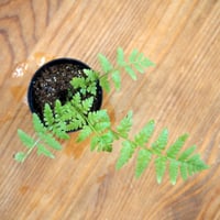 【シダ植物】Matteuccia struthiopteris｜クサソテツ｜3.5cmポット