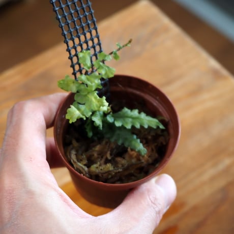 【シダ植物】Teratophyllum rotundifoliatum Phatthalung｜テラトフィラム ロタンディフォリアツム｜6cmポット