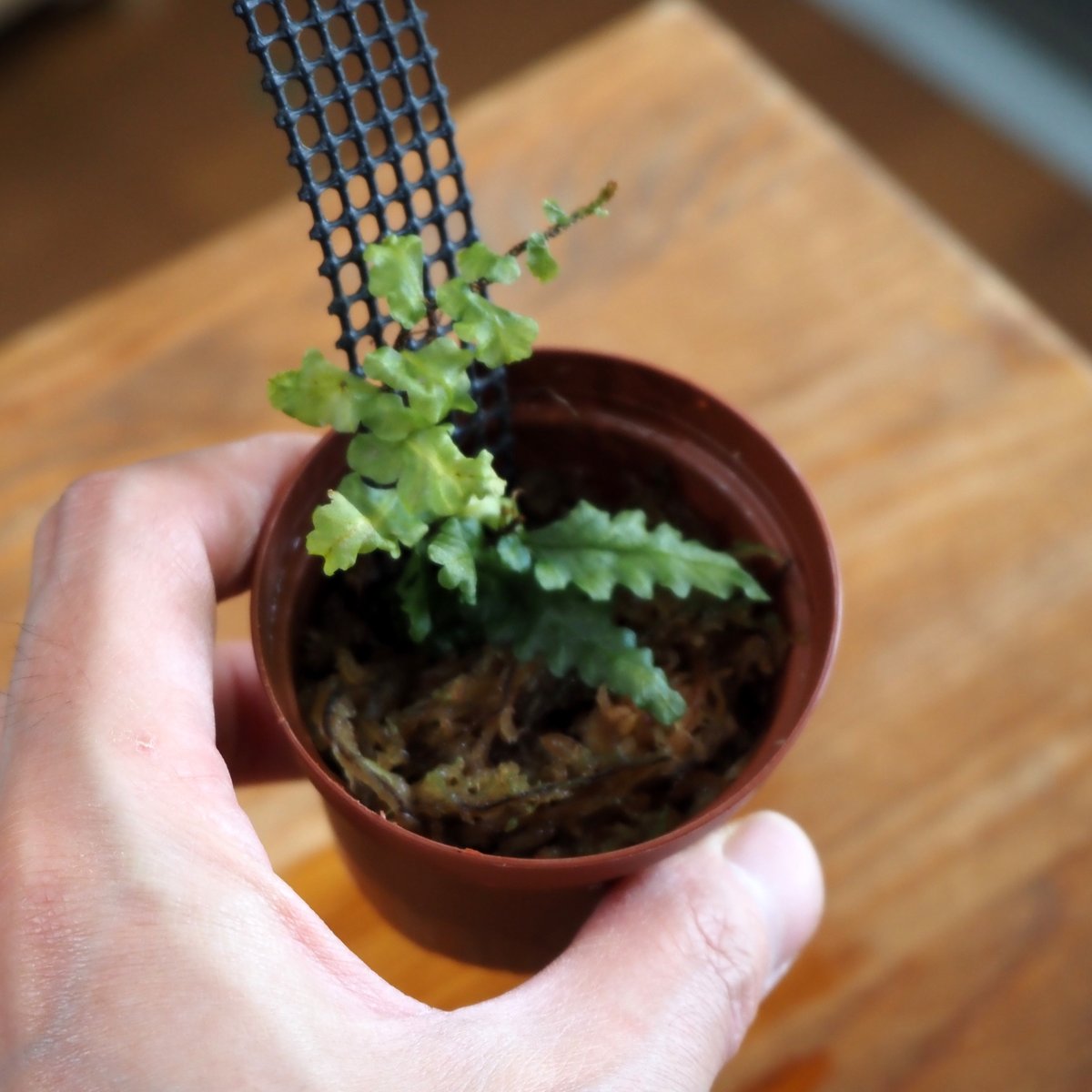 【着生シダ】Teratophyllum rotundifoliatum シダ植物】Teratophyllum rotundifoliatum Phatthalung