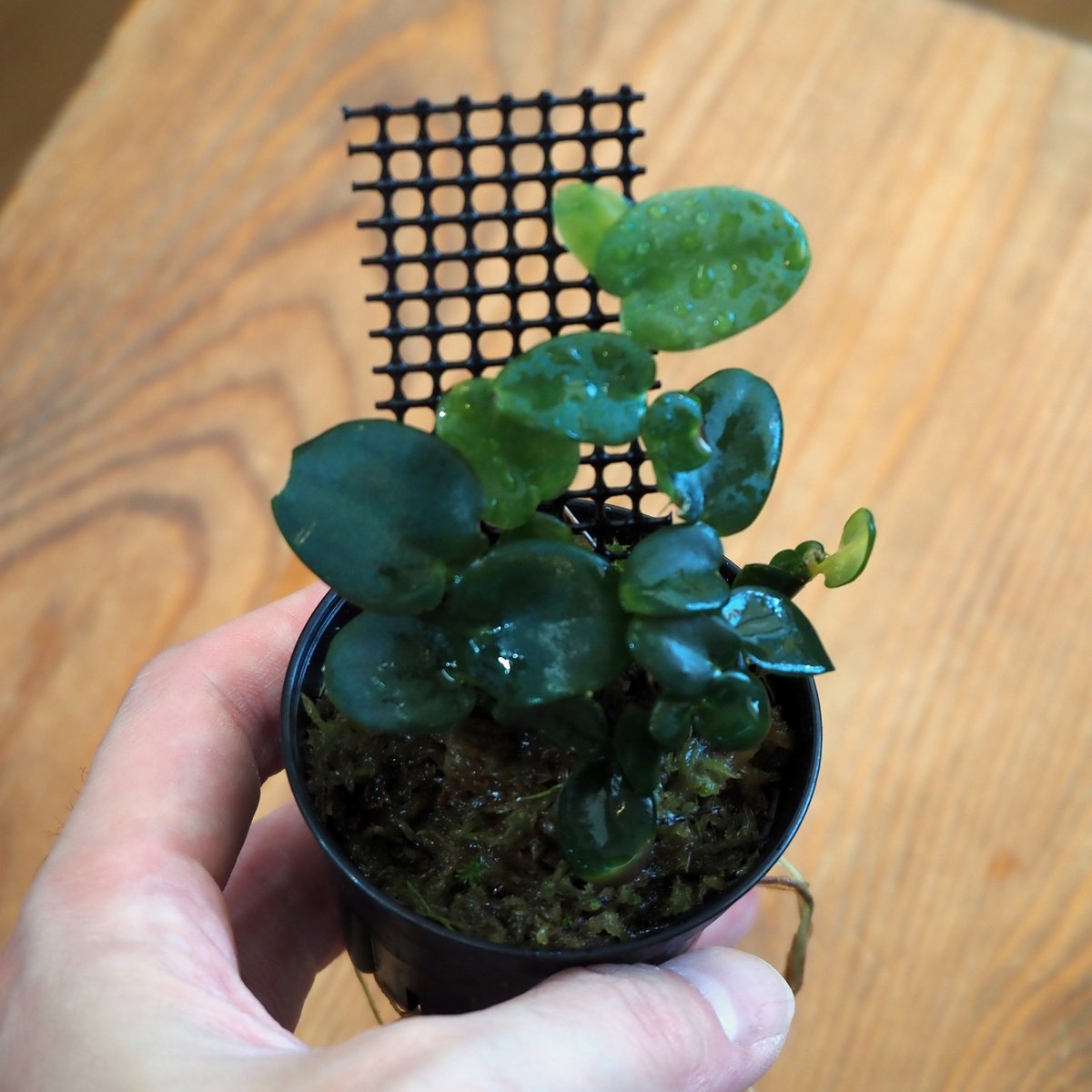 熱帯植物】Rhaphidophola sp. Bau｜ラフィドフォラ sp. バウ｜6cmポ