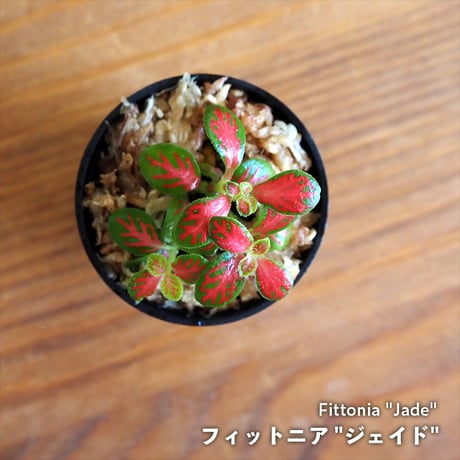【観葉植物】Fittonia "Jade"｜フィットニア "ジェイド"｜3.5cmポット