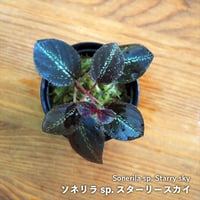 シダ植物】Teratophyllum rotundifoliatum Phatthalung