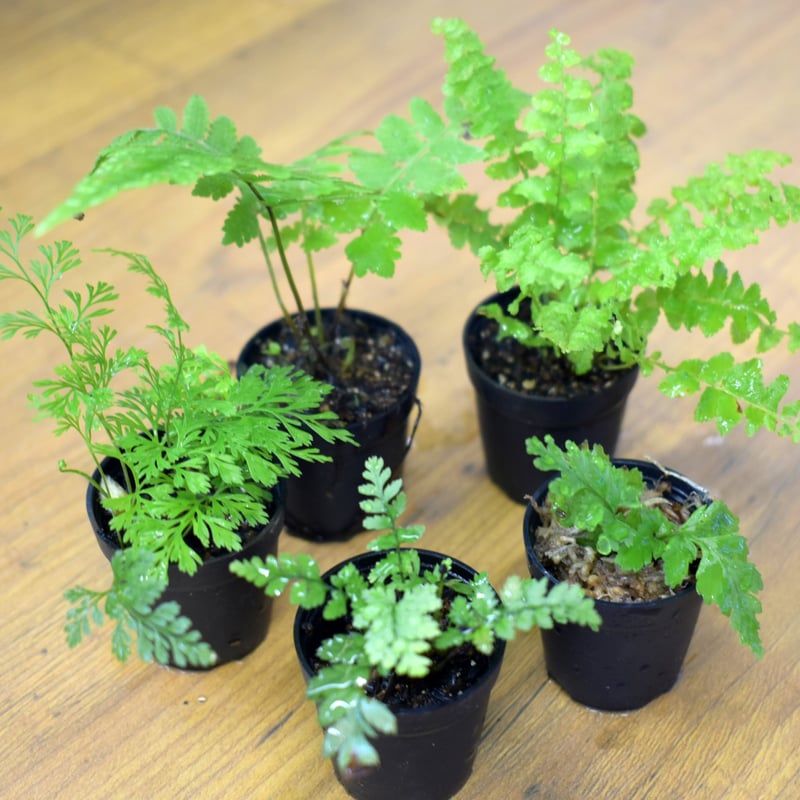 セット】shida designおすすめシダ5種セット｜5ポット｜3.5cm