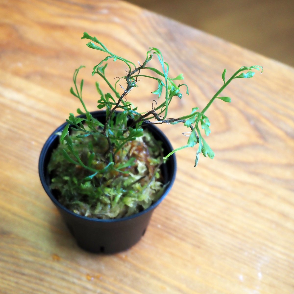 シダ植物】Bolbitis sp. Negros Island｜ボルビティス sp. ネグロ
