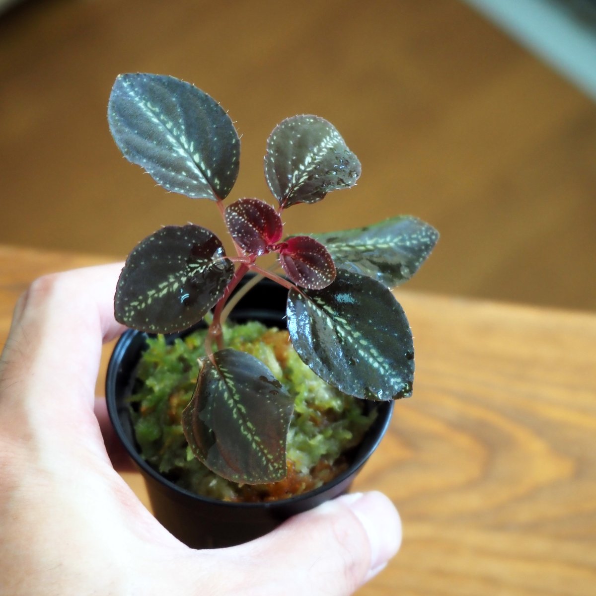 熱帯植物】Sonerila sp. Starry sky｜ソネリラ sp. スターリースカイ