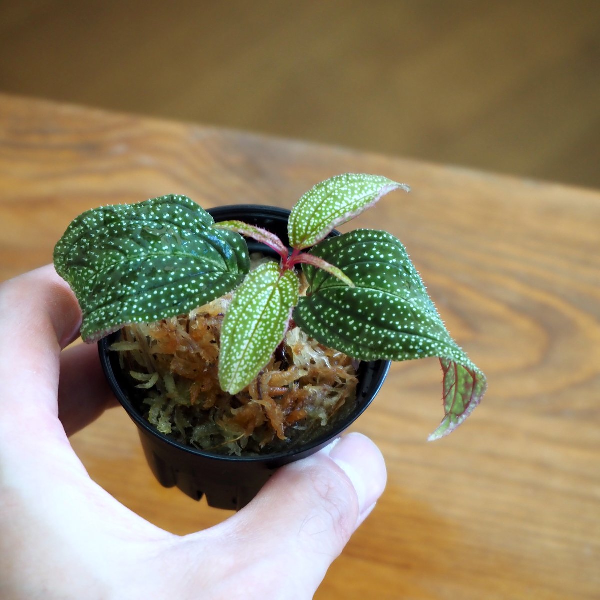 熱帯植物】Sonerila sp. Vietnam｜ソネリラ sp. ベトナム｜6cmポット