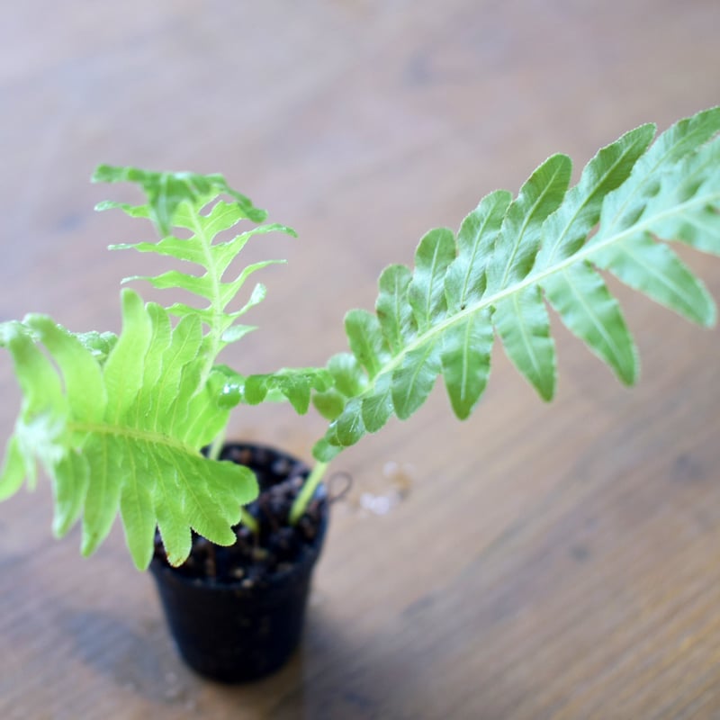 シダ植物】Blechnum gibbum 