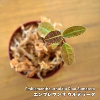 【熱帯植物】Emblemantha urnulata｜エンブレマンサ ウルヌラータ｜6cmポット