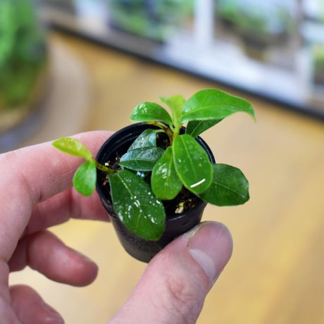 【クライマー植物】Ficus vaccinioides｜コケモモイタビ｜3.5cmポット