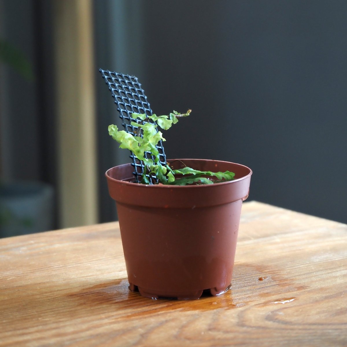 シダ植物】Teratophyllum rotundifoliatum Phatthalung