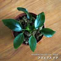 【着生シダ】Teratophyllum rotundifoliatum 着生シダ】Teratophyllum rotundifoliatum 【着生シダ】Teratophyllum