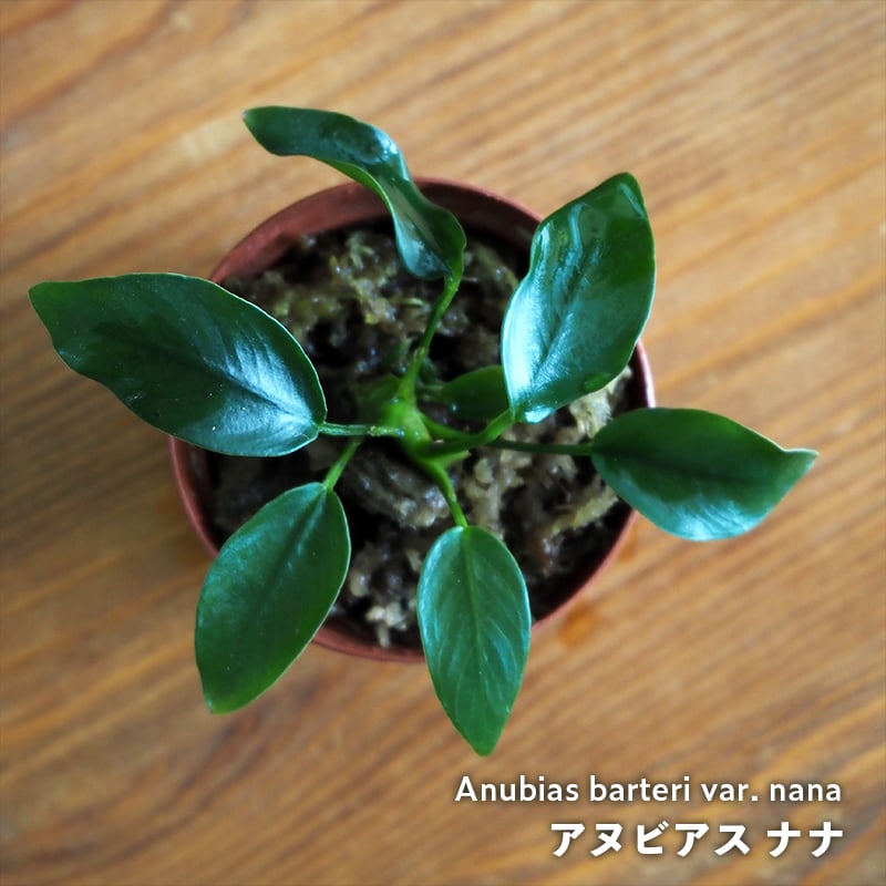 水草】Anubias barteri var. nana｜アヌビアス ナナ｜6cmポット |